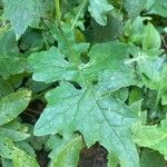 Lactuca muralis Leaf