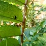 Zanthoxylum rhoifolium Blad