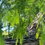 Vachellia farnesiana পাতা