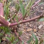 Oenothera stricta Blatt