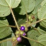 Miconia crenulata Frukt