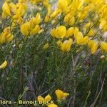 Cytisus fontanesii Other