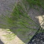 Psilotum nudum List