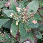 Hydrangea involucrata Leaf