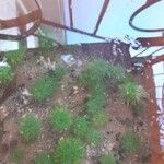 Limnophila indica Hoja