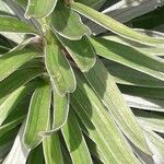 Lilium pyrenaicum Leaf