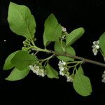 Cotoneaster affinis Habitat