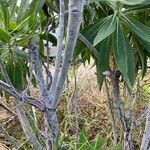 Echium acanthocarpum 树皮