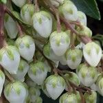 Pieris japonica Цветок
