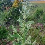 Verbascum sinaiticum Blatt