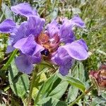 Prunella grandiflora Žiedas