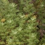 Artemisia chamaemelifolia Buveinė