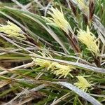 Carex humilis Cvet