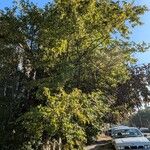 Styrax japonicus Habitus