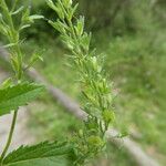 Veronica teucrium Плід