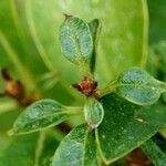 Amaranthus blitoides Blatt