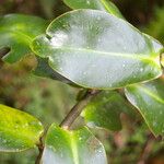Schwartzia brenesii Hoja