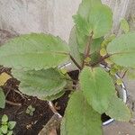 Kalanchoe pinnata Leaf