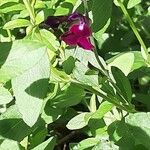 Salvia microphyllaЛисток