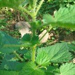 Urtica rupestris Кара