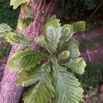 Quercus michauxii Leaf