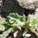 Tridax procumbens पत्ता