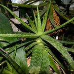 Aloe maculata Habit