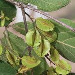 Combretum molle Fruit