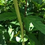 Filipendula rubra Casca