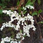 Fallopia baldschuanica Flor