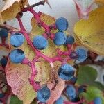 Parthenocissus tricuspidata Fruit