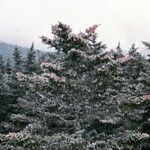 Abies fraseri Dalc'h