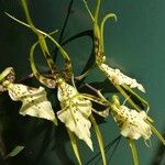 Brassia arachnoidea Flower