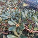 Pittosporum heterophyllum 葉