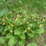 Cypripedium calceolus Costuma