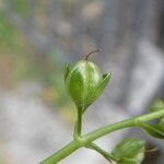 Veronica beccabunga Fruit