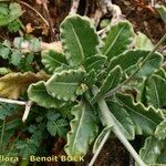 Biscutella sempervirens Облик