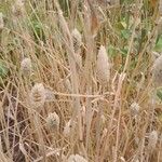 Phalaris canariensis Habit