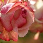 Rosa spp. Květ