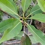 Lophostemon confertus Leaf