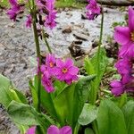 Primula parryi Blüte