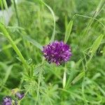 Medicago sativaΛουλούδι