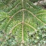 Abies nordmanniana Leaf