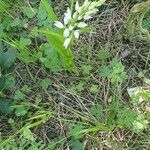Cephalanthera longifolia Buveinė