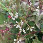 Persicaria microcephalaFlower