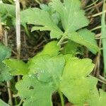 Ranunculus recurvatus Leaf