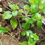 Torenia crustacea Folha