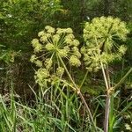 Angelica atropurpurea Blüte