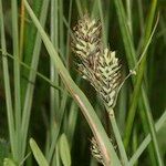 Carex buxbaumii Плід