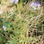 Phacelia tanacetifolia Хабит